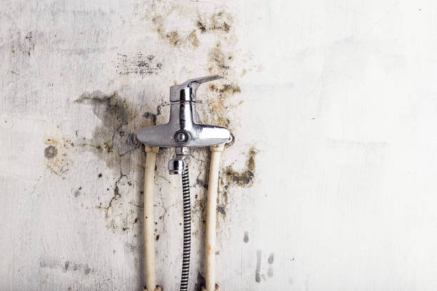 Best Professional Mold Removal  in Fullerton, CA