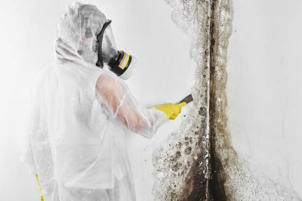 Crawl Space Mold Removal in Fullerton, CA