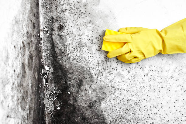 Professional Mold Removal in Fullerton, CA