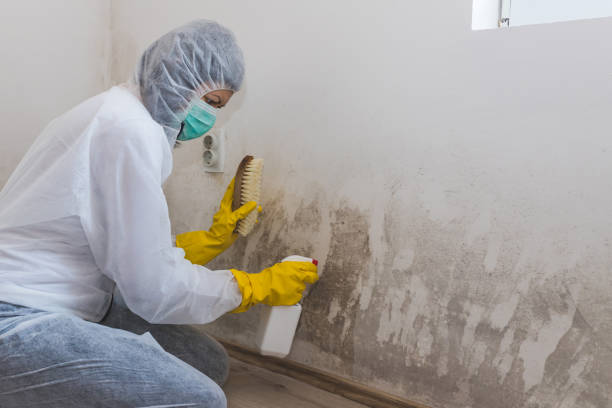 Mold Testing and Removal in Fullerton, CA