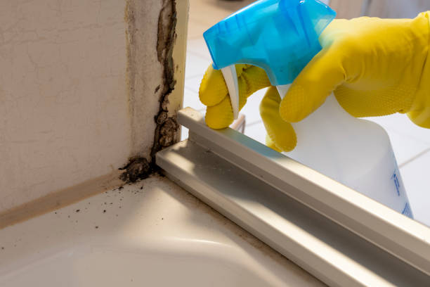  Fullerton, CA Mold Removal Pros