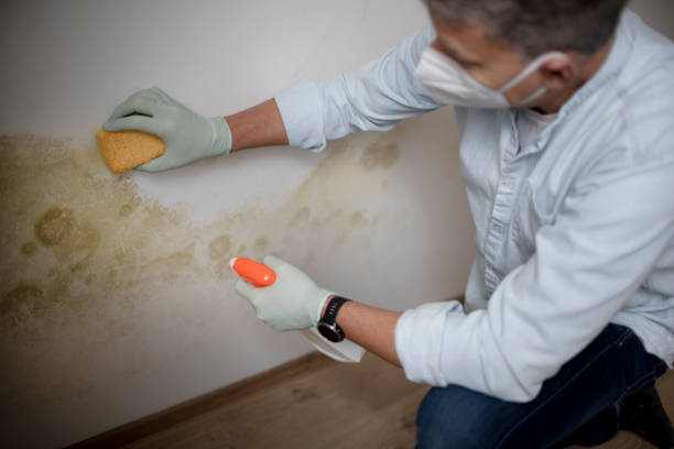 Best Local Mold Removal Service  in Fullerton, CA