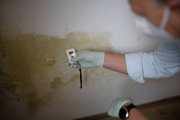 Best Residential Mold Removal  in Fullerton, CA