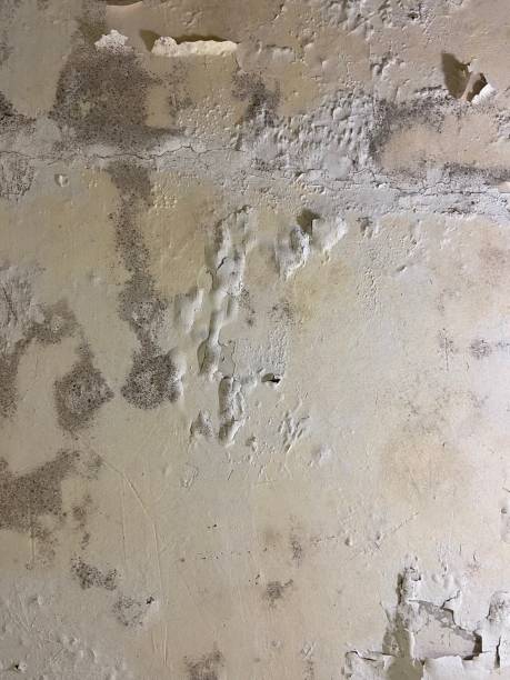 Best Mold Testing and Removal  in Fullerton, CA