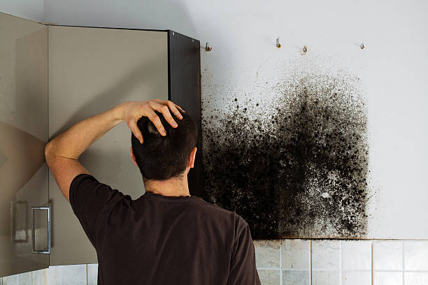 Best Same-Day Mold Removal  in Fullerton, CA