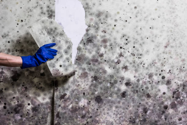 Certified Mold Removal in Fullerton, CA