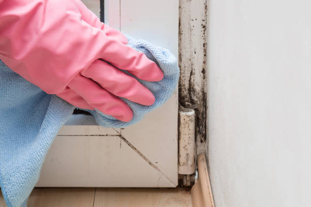 Best Fast Mold Removal  in Fullerton, CA